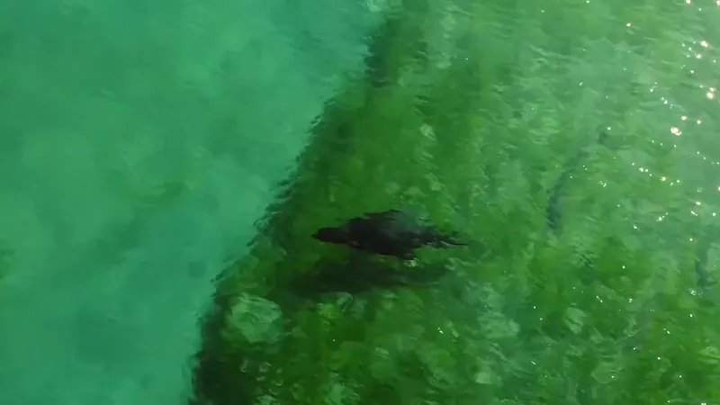 Un lobo marino nadando en agua verde clara, visto desde el aire